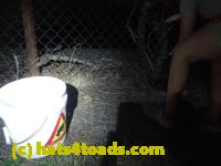 /home//u458753944/public_html/sourcegallery//////////////////////Roxborough Toad Detour/2013-2019/2017/P4110718.JPG